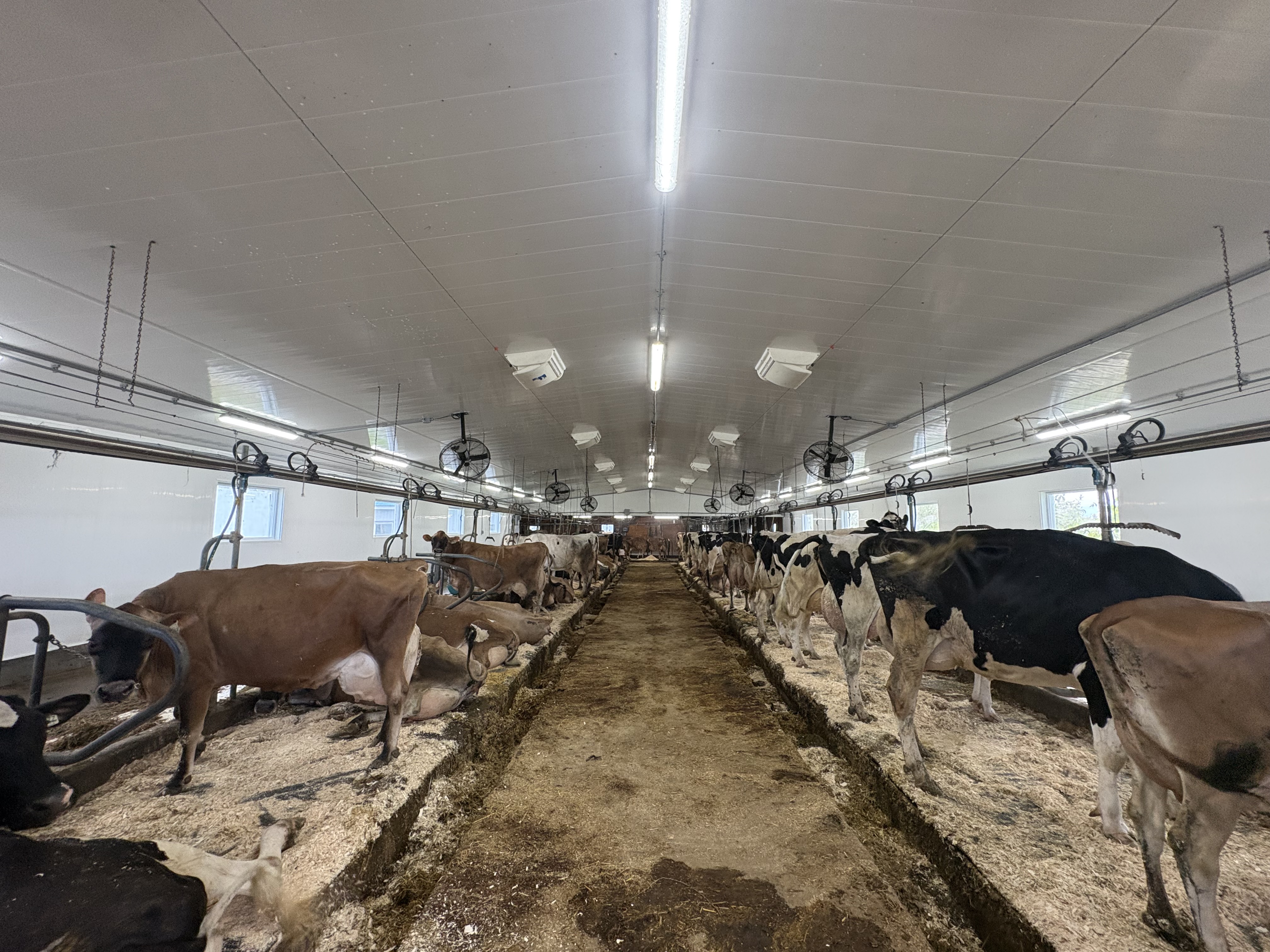 Lavage haute pression d'une étable — nettoyage d'un bâtiment agricole avant désinfection