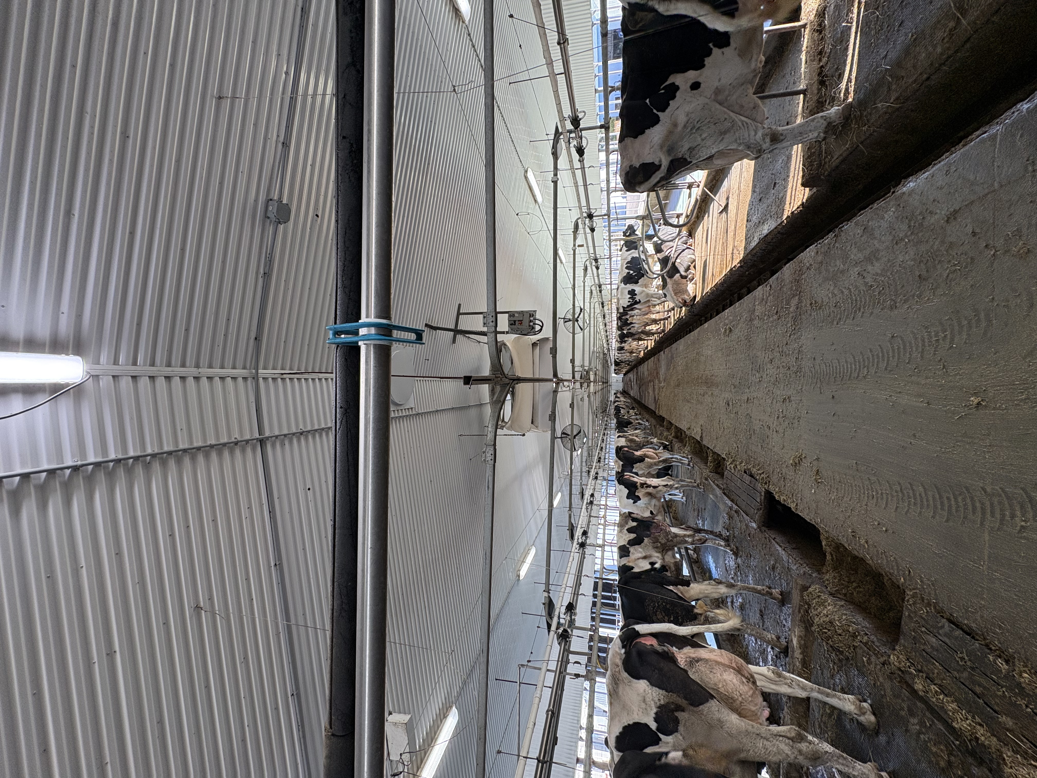 Nettoyage agricole à St-Arsene, Québec par MK Prestige — Ferme Janoel