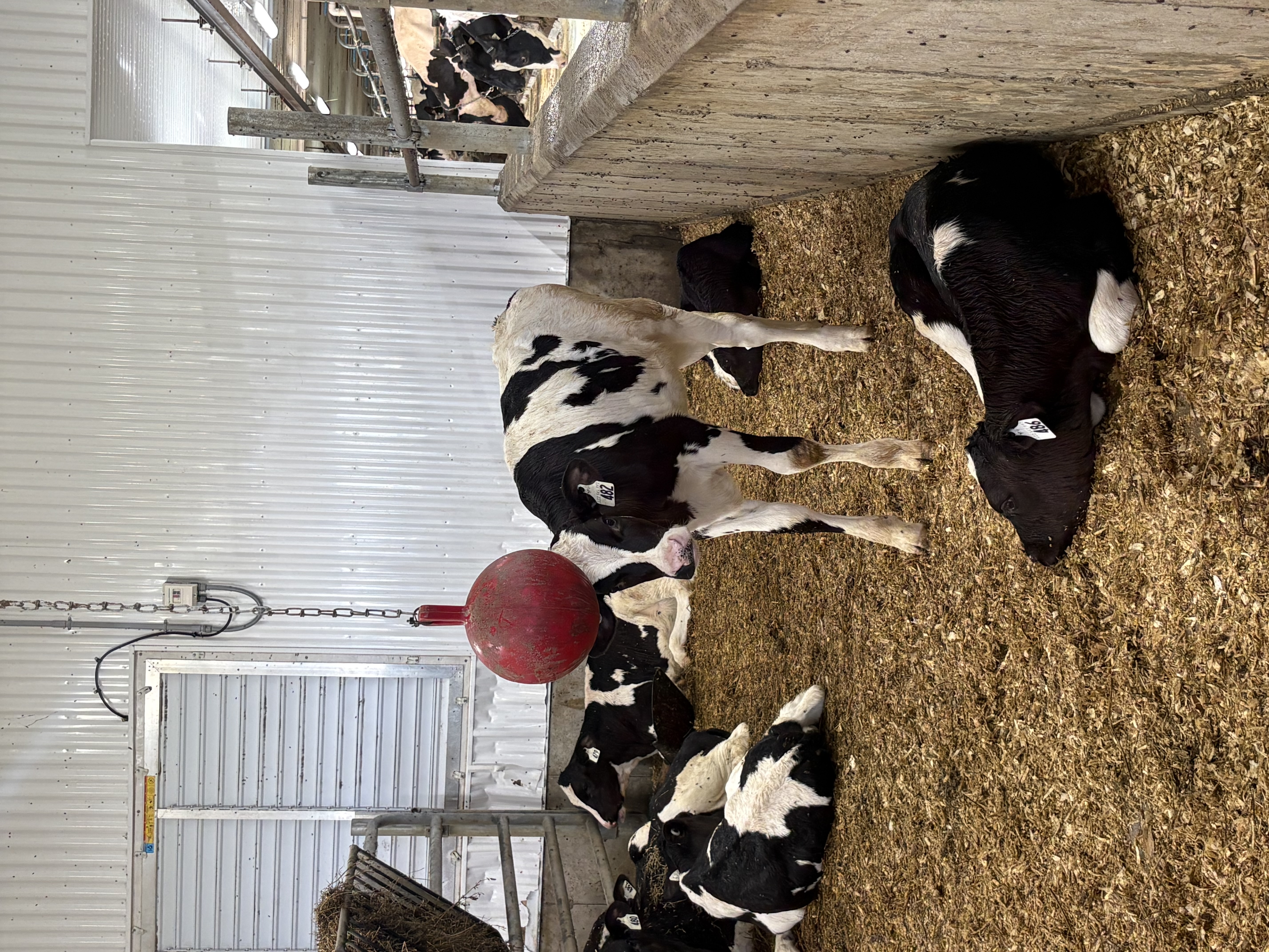 Nettoyage agricole à Riviere-Ouelle, Québec par MK Prestige — Ferme Benlaur