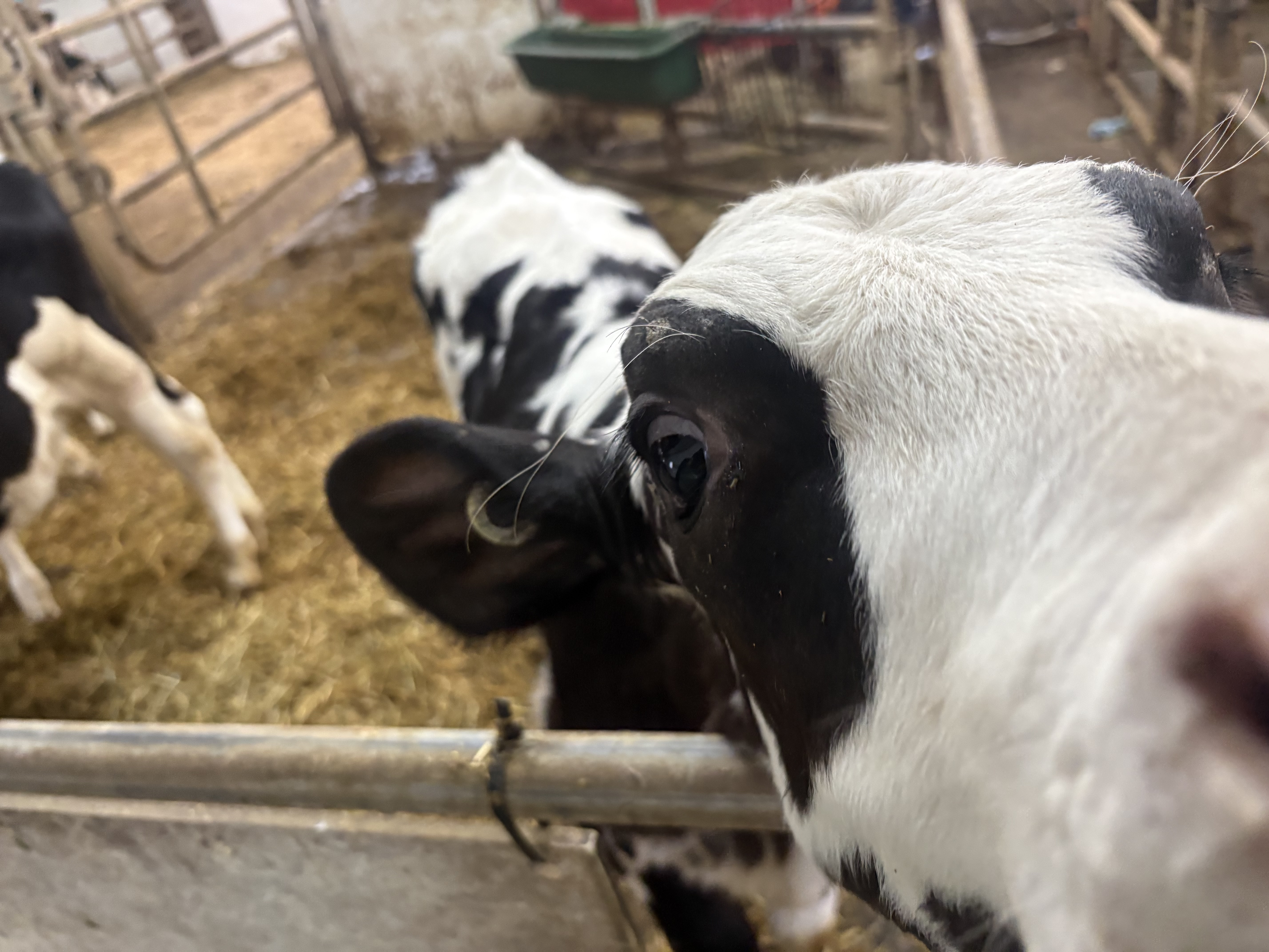 Nettoyage agricole à St-Jean-de-dieu, Québec par MK Prestige — Ferme Riolait